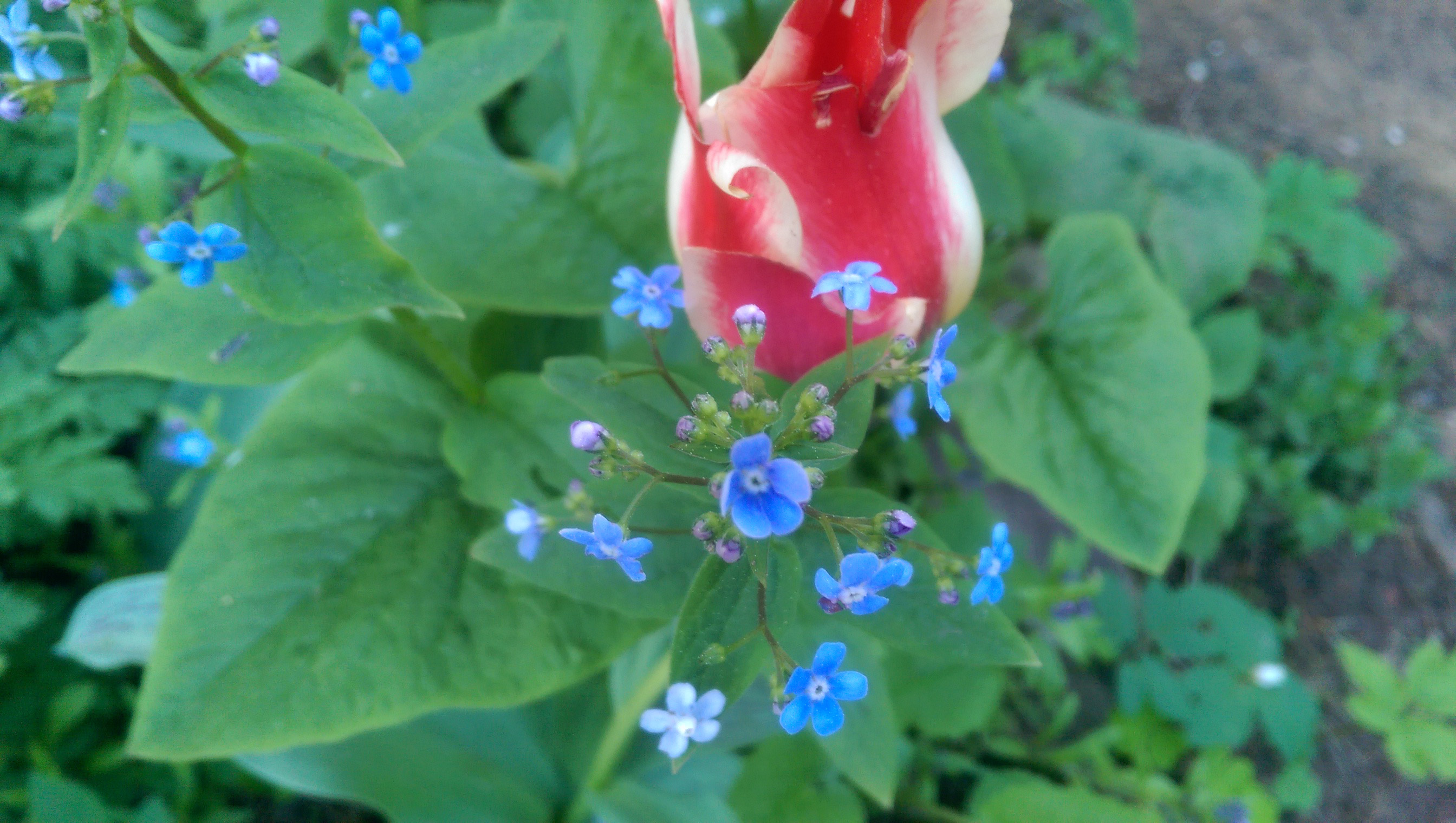 Цветок, снятый на камеру HTC one m8 
